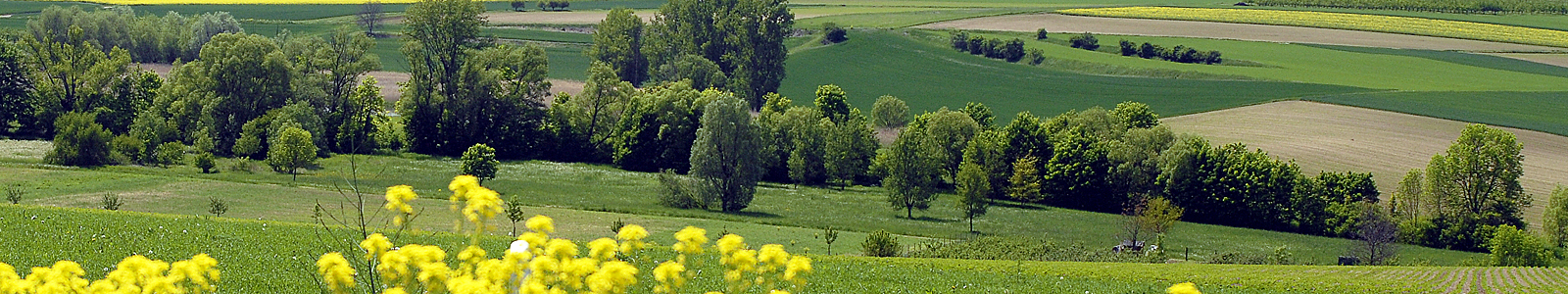 Landschaft mit Feldern und Bäumen ©Feuerbach